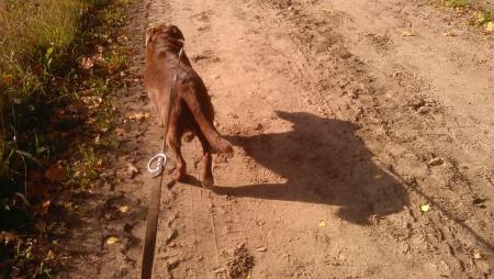 Lange wandeling op de Veluwe, deze hond heeft zich prima vermaakt.