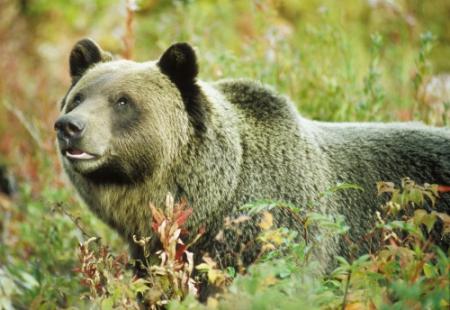 Russische herder (80) geeft beer kopstoot