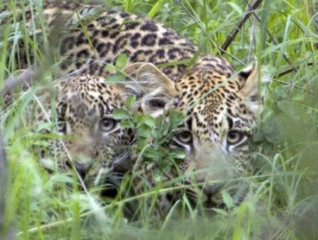 Turkse jager schiet zeldzaam luipaard dood