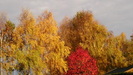 Herfstkleuren