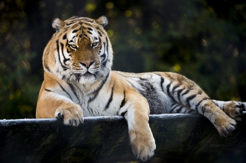 Jacht op mensenetende tijger in India