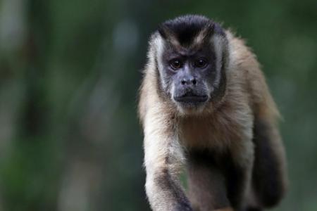 Dierenpark Amersfoort onderzoekt'apentaal'