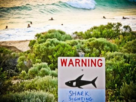 Duizenden tegen haaienjacht Australië