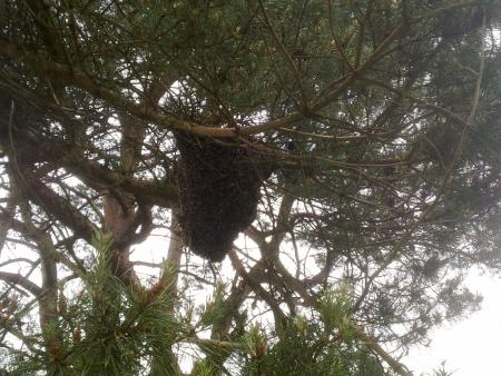 Bijennest in een boom (25.000 bijen)