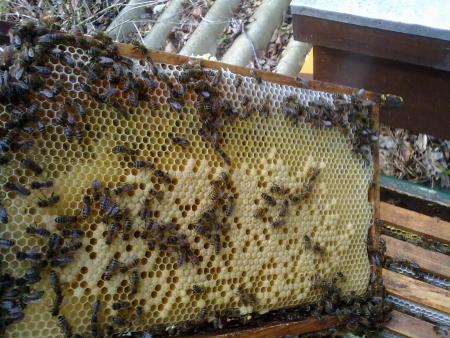 Schuif met bijen