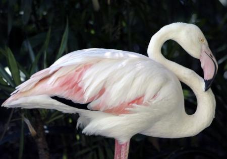 Oudste flamingo ter wereld overleden