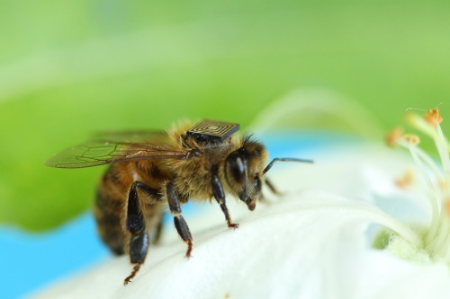 Poolse moet cel in voor dood 2 miljoen bijen (Foto: ANP)