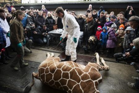 Tweede giraffedrama dreigt in Denemarken