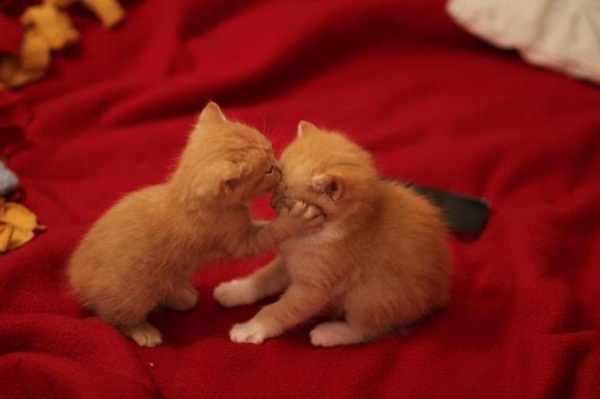 Lieve kittens