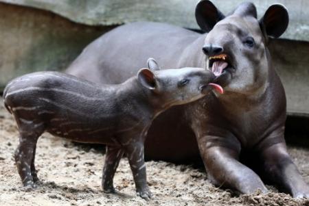 Noodlanding vliegtuig na botsing met tapir