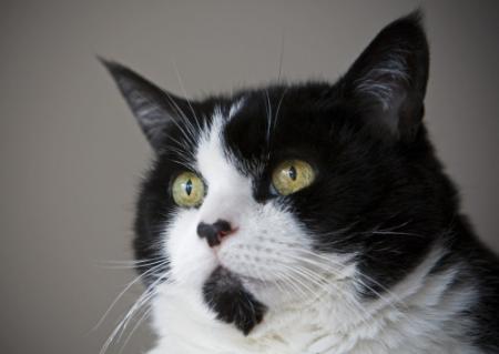 Oudste kat (24) ter wereld overleden