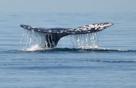 Noren doden recordaantal walvissen