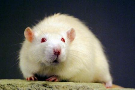 Ratten nemen appartement VS over