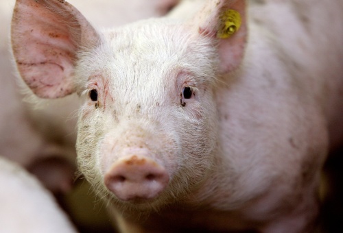 Dood varkentje neergelegd voor Franse moskee (Foto: ANP)