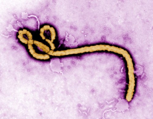 'Geen nieuwe ebola meer binnen 60 dagen'