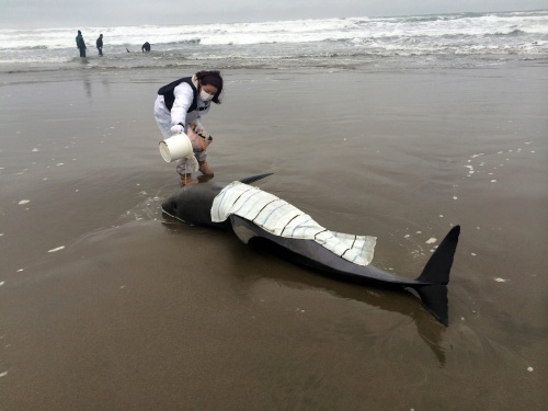 Japan vreest beving na aanspoelen dolfijnen