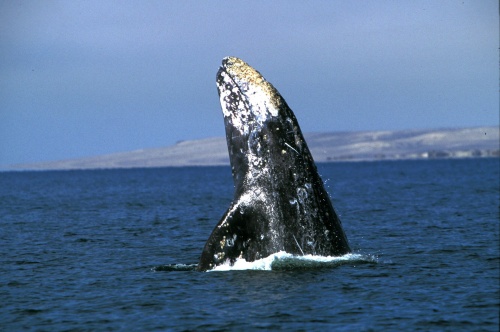 Grijze walvis legt wereldreis af