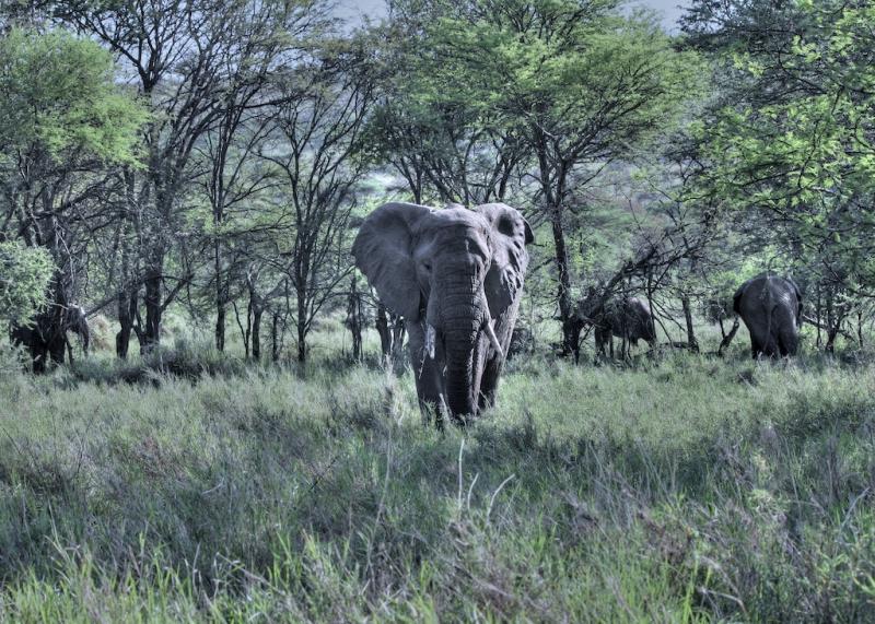 Stroper platgetrapt door olifant (Foto: Doug88888, flickr)