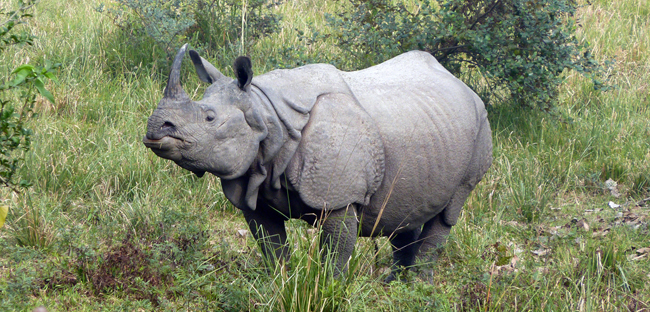 India schiet dertig stropers dood (Foto: International Rhino Foundation)
