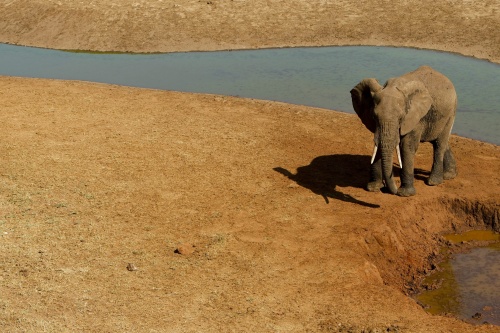 Olifanten Tanzania massaal afgeslacht