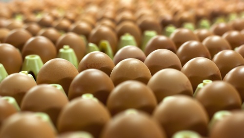 Nederlandse eieren mogelijk naar de VS