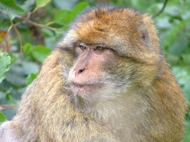 Vrouw klaagt aap aan wegens aanranding (Foto: Nmwatson, Wikimedia Commons)
