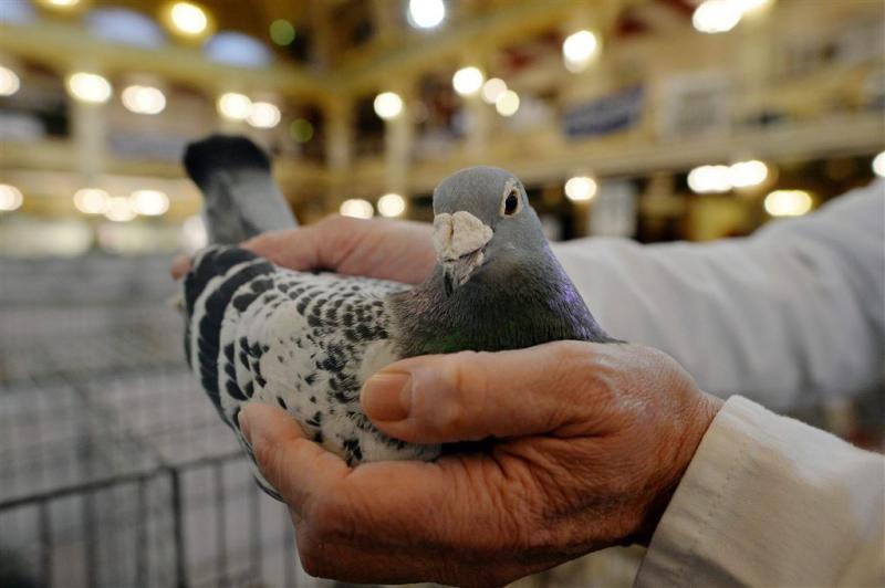 'Ruim 20.000 duiven zoekgeraakt in noodweer'