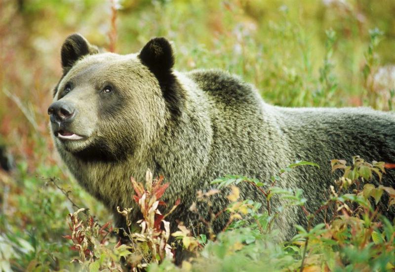 Wandelaar gedood door beer in nationaal park