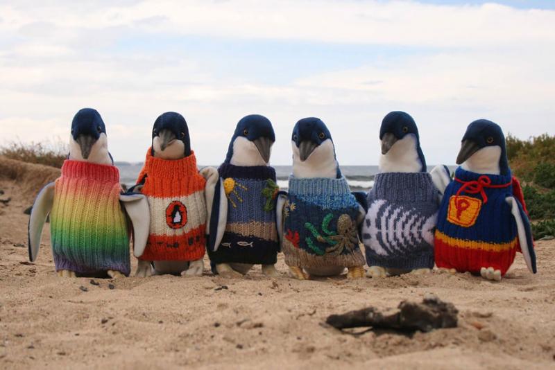 Pinguïns in truien (Foto: Phillip Island Penguin Foundation)