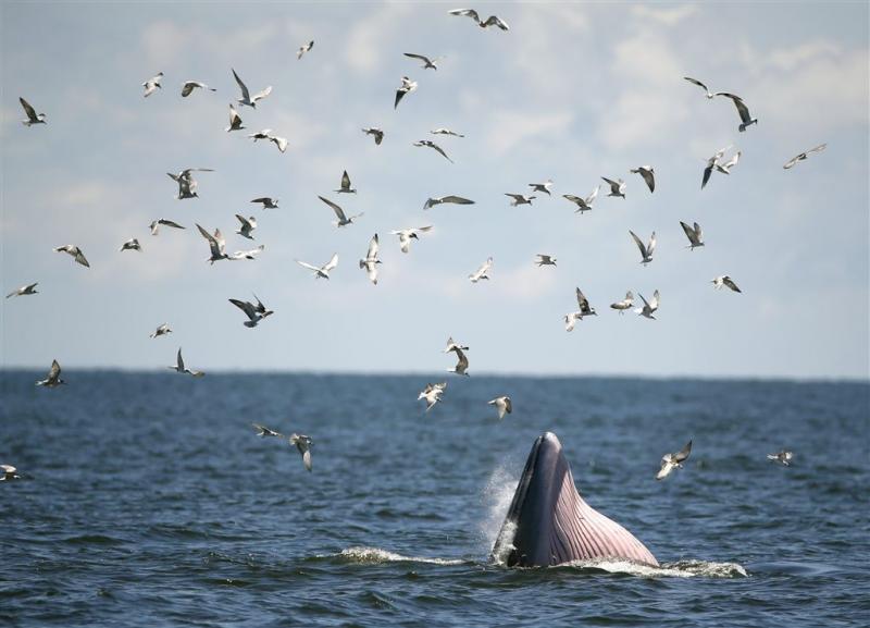 Zorgen over walvissterfte Golf van Alaska
