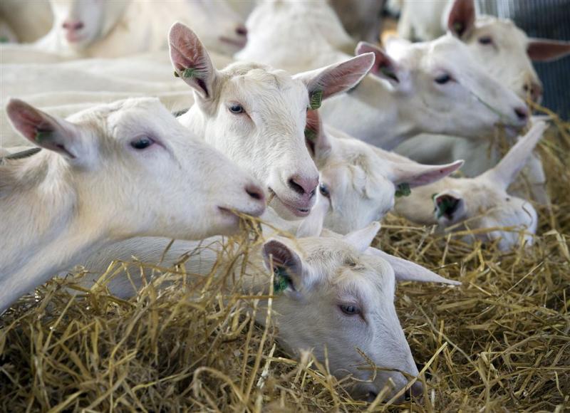Stof koeien en geiten beschermt tegen astma