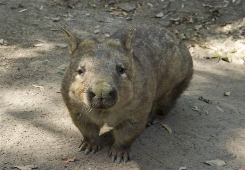 Dronken Australiërs rijden wombats dood