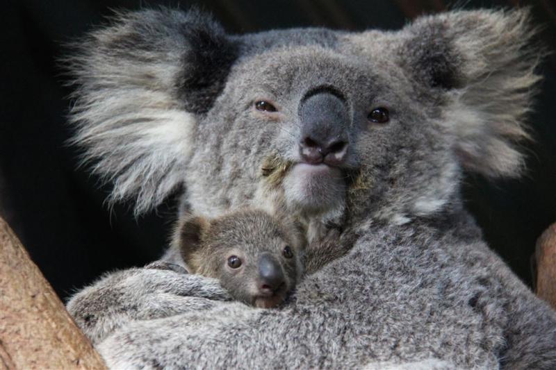 Australische rangers worstelen met koalaplaag