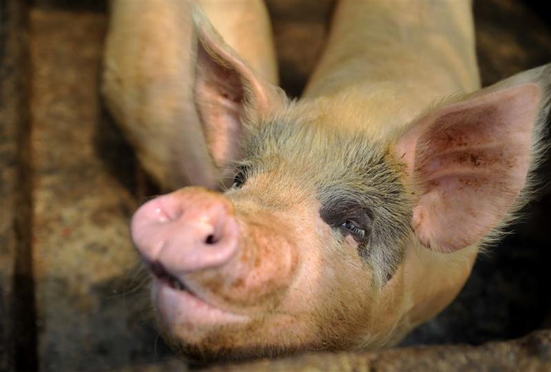 300 varkens verongelukt op Duitse snelweg