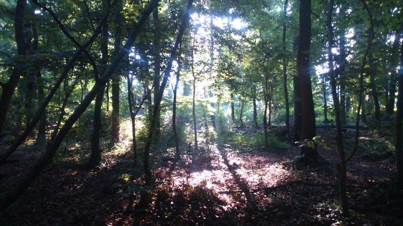 Ochtend in de Alkmaarder Hout (Foto: DJMO)