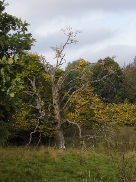 Eenzame boom in het Westerwald (Foto: qltel)