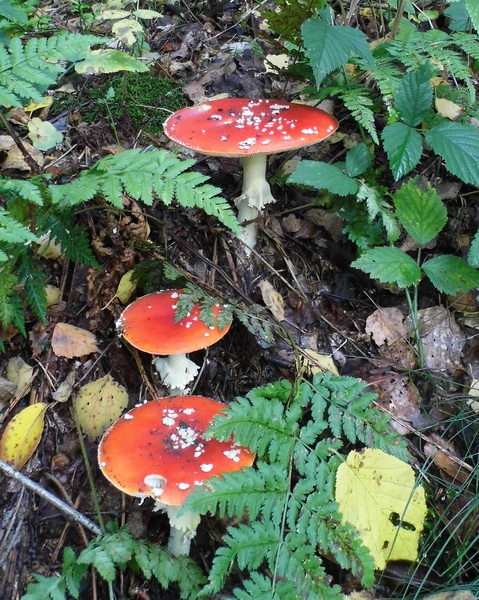 Kabouter spillebeen was nergens te bekennen (Foto: qltel)