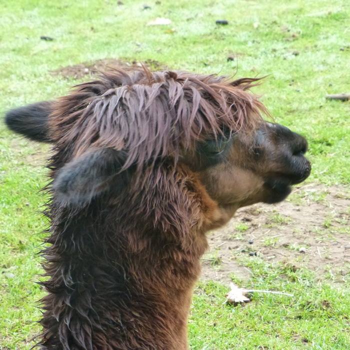 Wildpark Bad Marienberg  (Foto: qltel/rewimo)