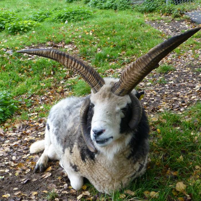 Wildpark Bad Marienberg  (Foto: qltel/rewimo)