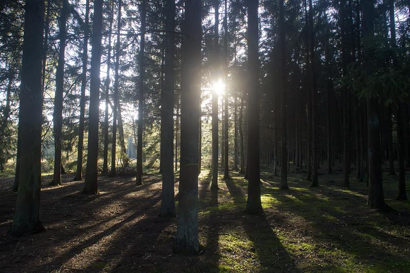 Herfst in het bos (Foto: Ouwesok)