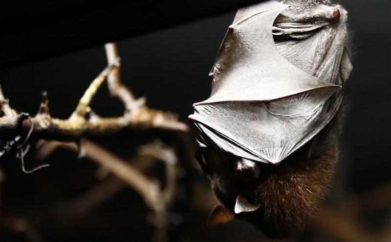 Nieuwe vleermuizensoort in Britse museumkluis