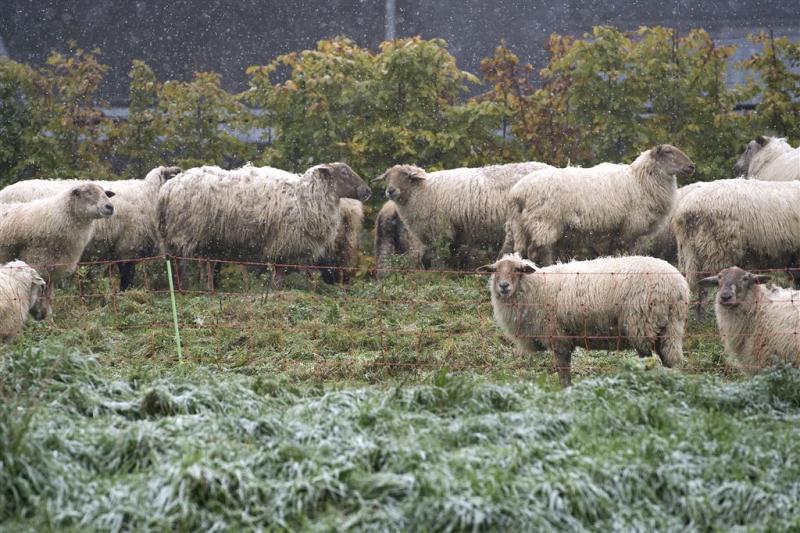 Kudde van 65 schapen gestolen in Groningen