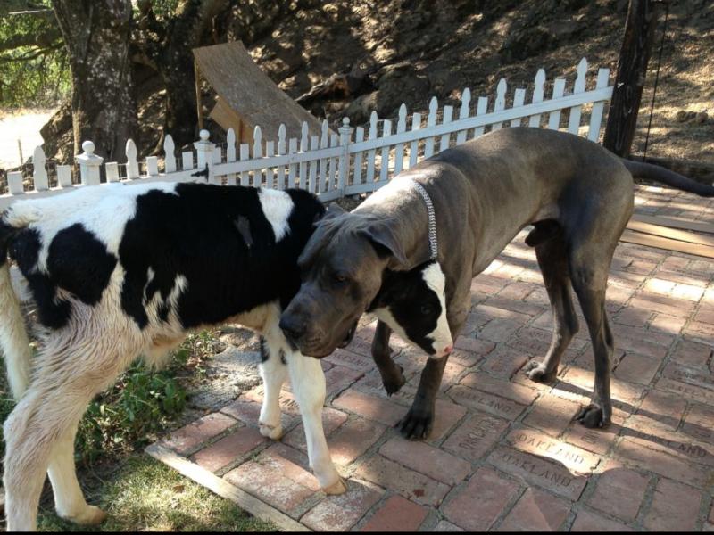 Foto van de koe en de hond Leo, gemaakt door Shaylee