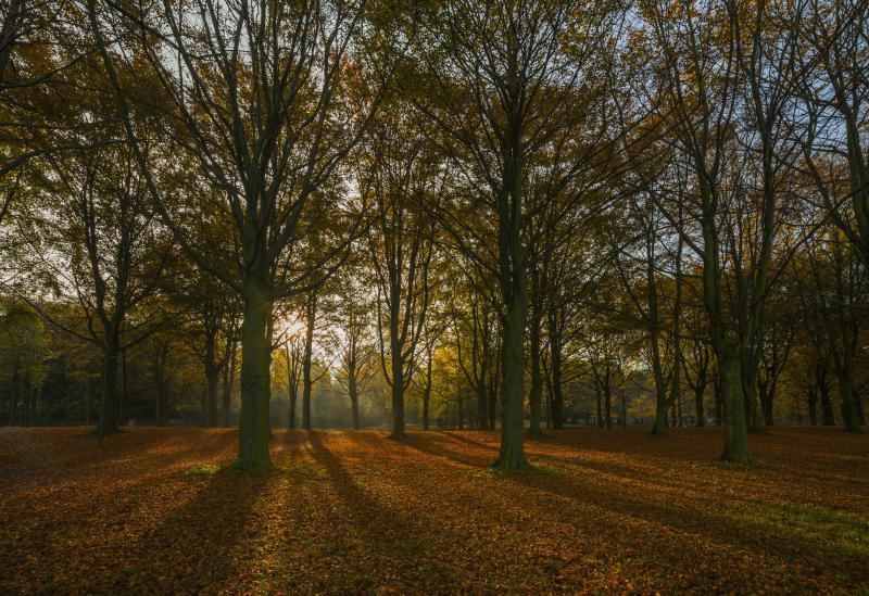 Herfst in het Haagse bos (Foto: Ferry Passchier)