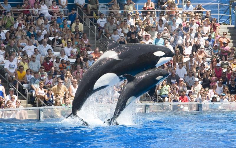 SeaWorld schrapt omstreden orka-show