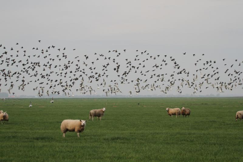 Zwerm vogels boven een kudde schapen  (Foto: Klapmongeaul)