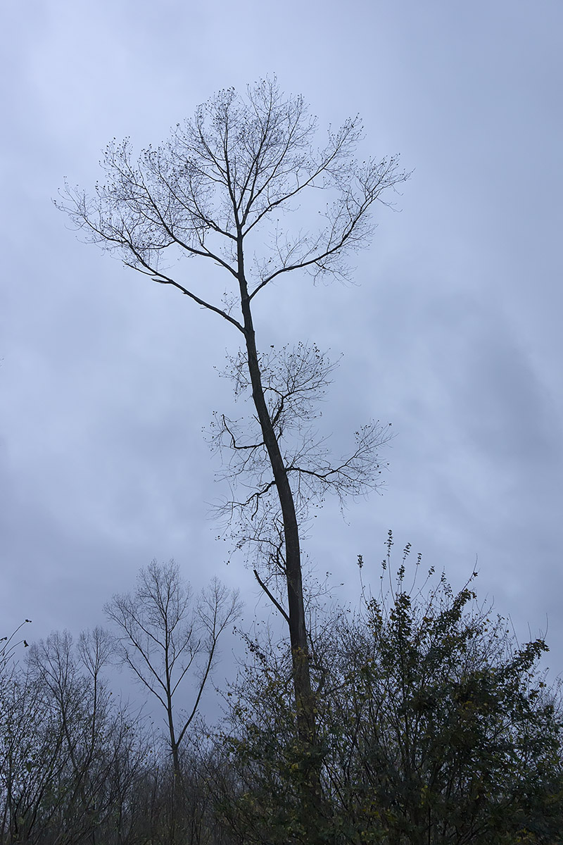 Hoge bomen vangen veel wind (Foto: Ouwesok)