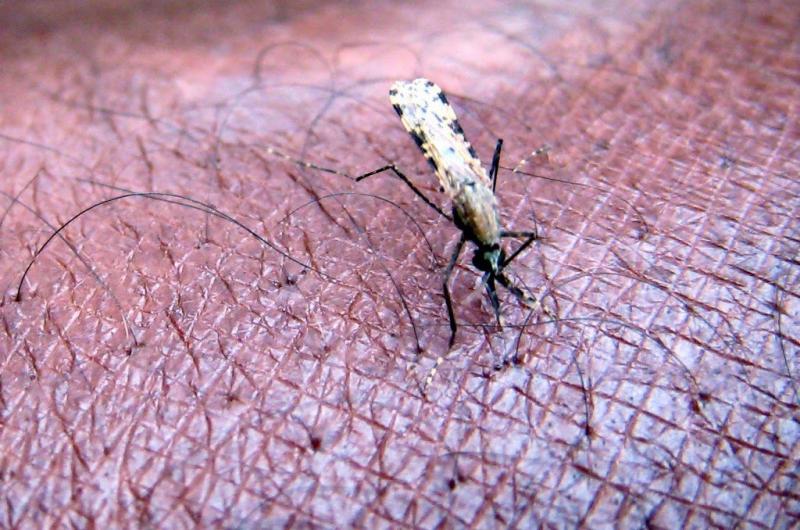 Nieuwste wapen tegen malaria: de mug