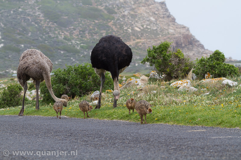 Struisvogels in het wild in Zuid-Afrika (Foto: Duco)