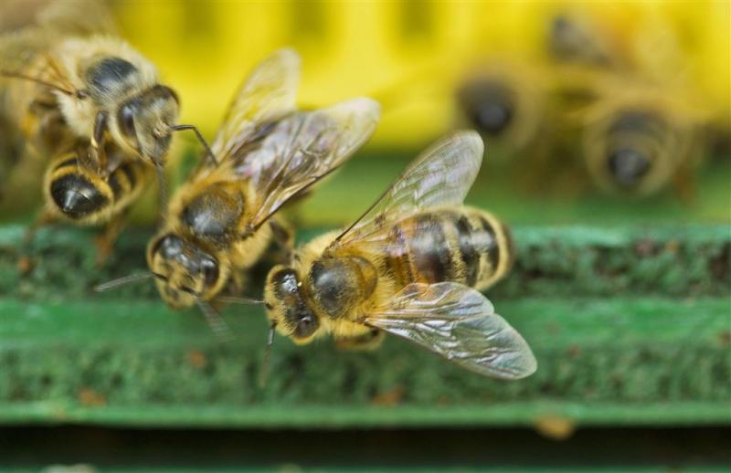 Bijen maken het hulpverleners moeilijk